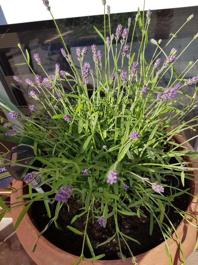 Apartament Lavender Jelenia Góra Buitenkant foto